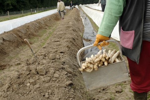 Erntehelfer*in mit Korb voller Spargelstangen. Im Hintergrund Spargelfeld und andere Erntehelfer*innen